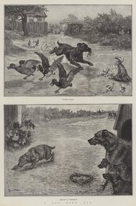 Une journée triste pour un chien